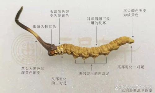 血草图片-血草有什么药效-血草的作用与功效与禁忌症有哪些,中国血草的作用与功效与禁忌症网站